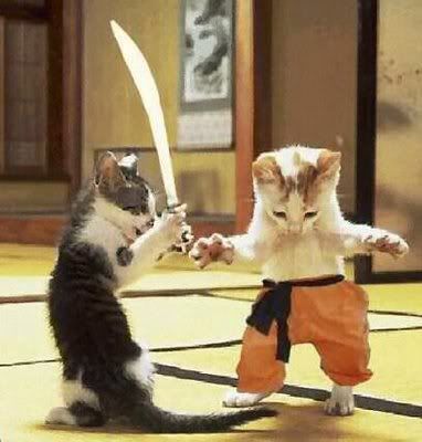 kitten_karate-13076.jpg